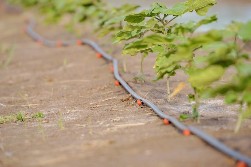 Drip System Installation in Honolulu, HI